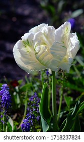 White Parrot Tulip With A Green And Yellow Hue