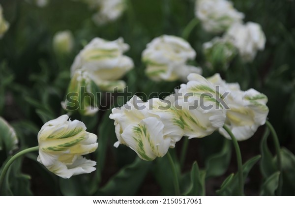 White Parrot tulips (Tulipa) Madonna bloom in a\
garden in April