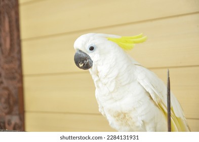 white parrot with a yellow crown