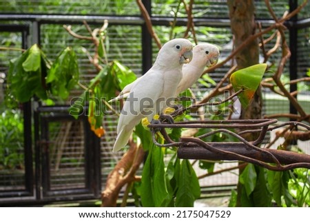 white parrots eating papaya and corn in the aviary