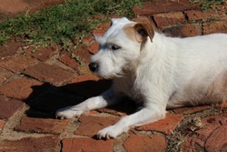 WHITE PARSONS JACK RUSSELL LYING IN THE SUN ON BRICK PAVING