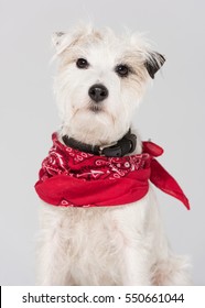 A White Parsons Russell Terrier, Isolated On A White Seamless Wall In A Photo Studio.