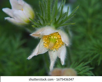 White pasqueflower (Pulsatilla vulgaris) in the garden, Poland 