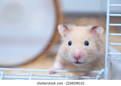 White patterned golden hamster in a cage       