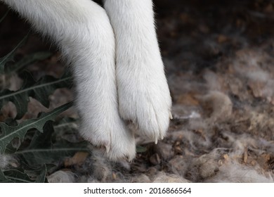 The White Paws Of The Dog Hang On A Blurred Background Of Earth And Hair. The Concept Of Animal Cruelty Of Dog Shelters And Animal Protection.