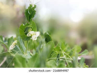 White Pea Blossoms In Garden With Defocused Foliage And Sunrays. Beautiful Bush Pea Plant Background. Sugar Pea, Snap Pea Or Pisum Sativum Var Plant. Vancouver, Canada. Selective Focus On One Branch.