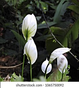           White Peace Lilly