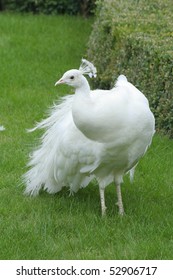 White Peacock