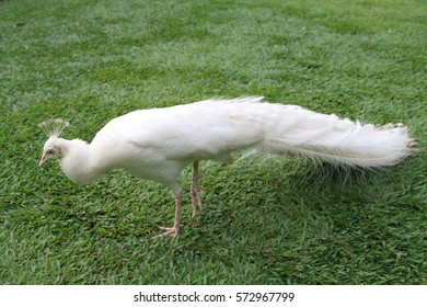 White Peacock Stock Photo 572967799 | Shutterstock