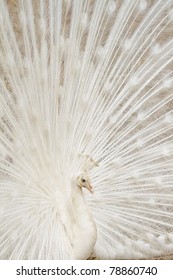 White Peacock.