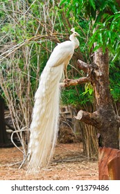 White Peacock