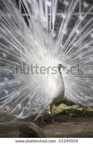 Similar – white Animal Bird 1