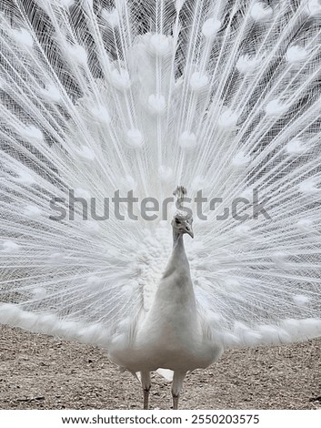 white Animal Bird 1