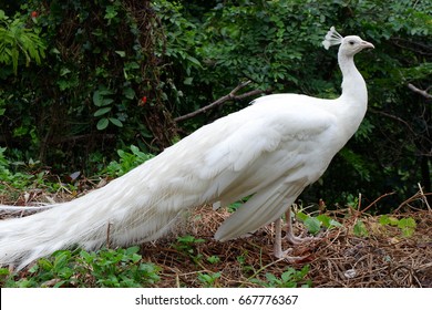 54,320 White peacock bird Images, Stock Photos & Vectors | Shutterstock