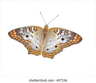 White Peacock Butterfly Images Stock Photos Vectors Shutterstock