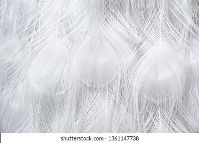 White peacock. A closed up texture details of a white peafowl hair pattern. - Shutterstock ID 1361147738