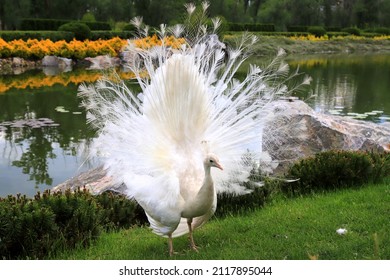 White Peacock Dances Mating Dance, Shows Feathers In Park, Zoo, Street. Gorgeous Bird Young Albino Peacock Spread Its Tail On  Grass