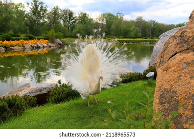 White Peacock Dances Mating Dance, Shows Feathers In Park, Zoo, Street. Gorgeous Bird Young Albino Peacock Spread Its Tail On  Grass