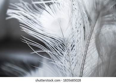 White peacock feather, close-up photo with selective soft focus