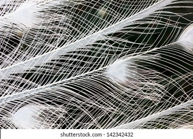 White Peacock Feathers Close-up