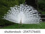 White Peacock with feathers raised in a fan-shaped display while he is standing on daisy-covered grass in front of a set of steps