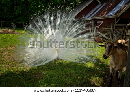 Similar – Image, Stock Photo Fog in a garden Garden