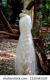 White Peacock Leucism 