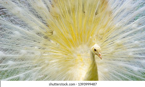 White Peacock Merak Putih Rare Species Stock Photo Edit Now 1393999487