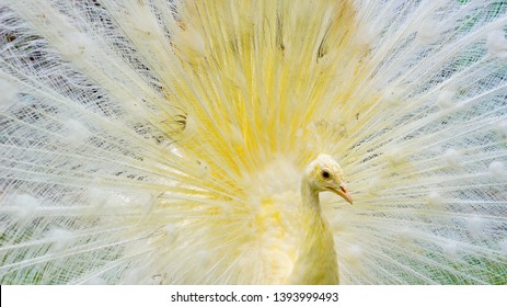 125 Burung merak Images, Stock Photos & Vectors | Shutterstock