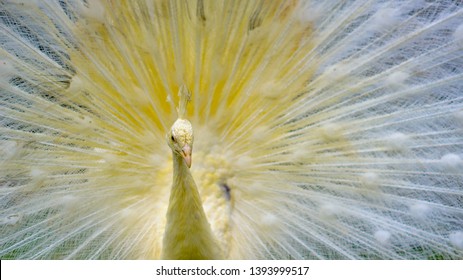 White Peacock Merak Putih Rare Species Stock Photo 1393999517 ...