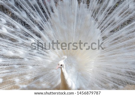 Similar – white Animal Bird 1