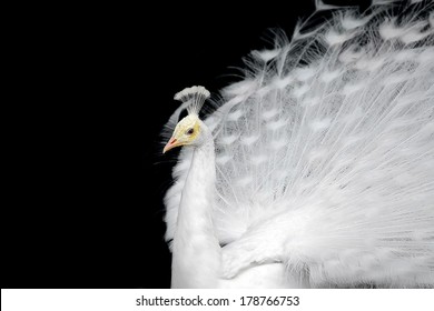 White Peacock On A Plain Black Background.