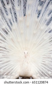 White peacock with the opened tail. Close up, selective focus