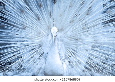 304 Albino peacock opening tail Images, Stock Photos & Vectors ...