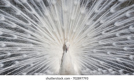 54,320 White peacock bird Images, Stock Photos & Vectors | Shutterstock