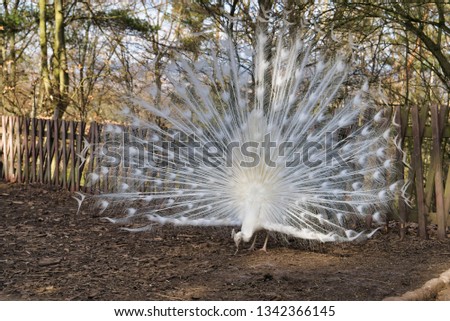 Image, Stock Photo Fog in a garden Garden