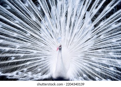 White Peacock With Spread Tail , Close - Up . Albino Male Bird.  