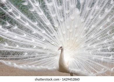 White Peacock White Variety Indian Peacock Stock Photo 1429452860 ...