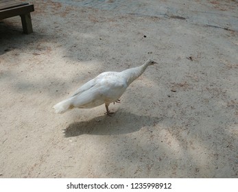 White Peacock Walking To Rode, Namisum, Chuncheon