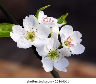 White Pear Blossom