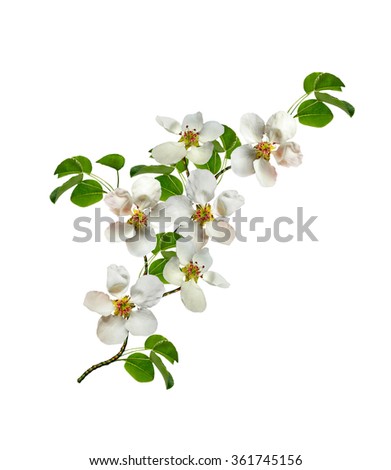 White pear flowers branch isolated on white background