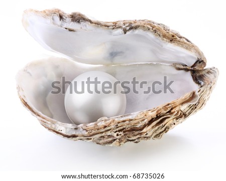 White pearl in a shell on a white background.