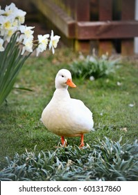 White Pekin Duck