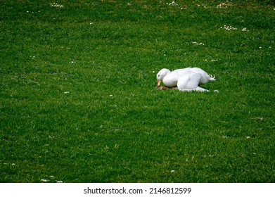 White Pekin Duck Mating With Wild Female Mallard Duck