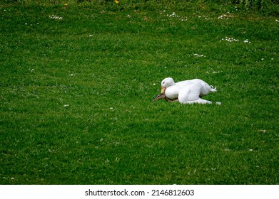 White Pekin Duck Mating With Wild Female Mallard Duck