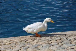 A White Pekin Duck Standing By The Water At The Temecula Duck Pond In Temecula, California USA.