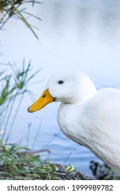 A White Pekin ducks around a lake, Cape Town, South Africa - Shutterstock ID 1999989782