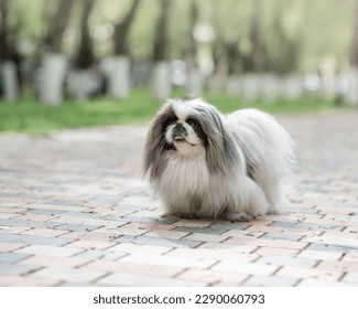 White Pekingese with a black muzzle and gray ears stands on a light paving stone and smiles. Portrait of a small fluffy dog on a walk, soft focus and background light. Pet portrait. Horizontal photo