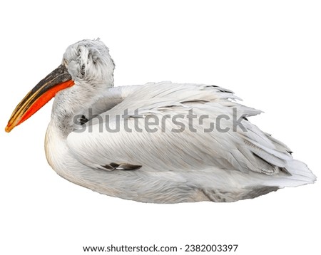 A white pelican with a bright black orange beak on white background