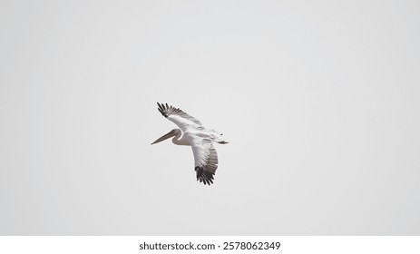 A white A white pelican flying away from the lake during the daytime . Beautiful close up pictures of white pelican.